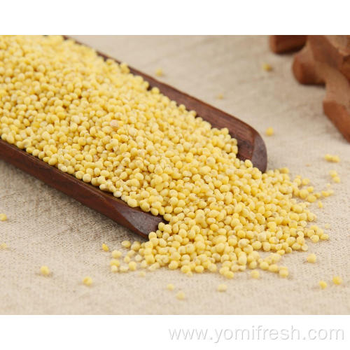 Proso Millet Seed For Sale